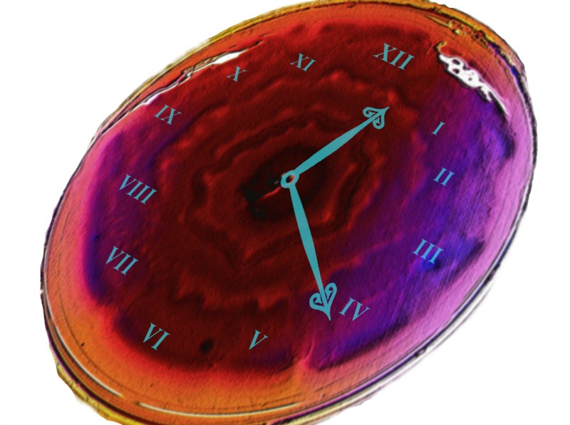 A plate of Enterobacter aerogenes showing the bulls-eye pattern of swarming underneath a stylized clock face. Image via Jiffin Paulose.