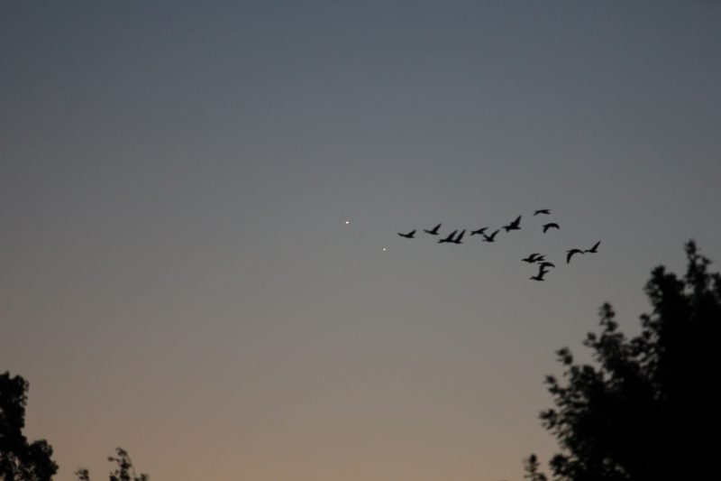 Lauren Sobkoviak in Redmond, Oregon caught a block of geese flying in front of the planets on August 27.