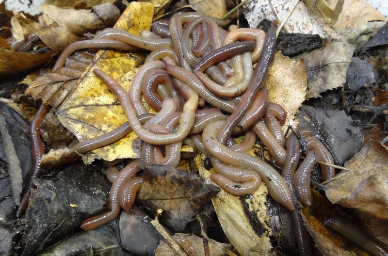European earthworm species Lumbricus terrestris. Image courtesy of Simone Cesarz.
