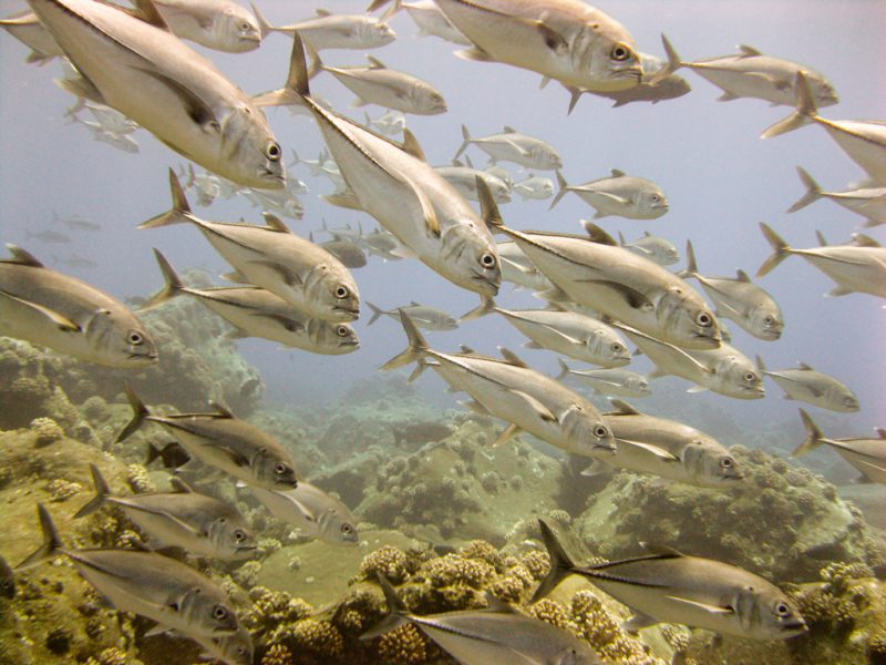 Bigeye tuna school at the Marianas Trench Marine National Monument. Image courtesy of NOAA Fisheries.