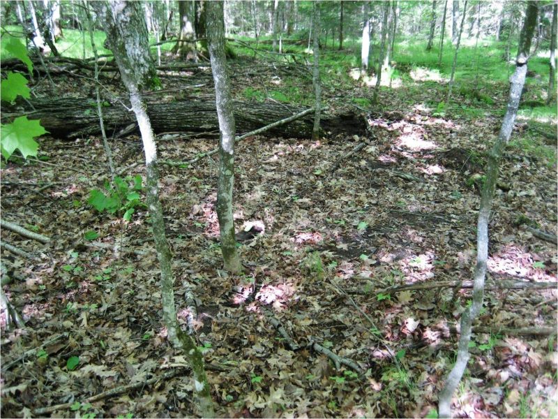 Forest soil with an abundance of earthworms can result in a bare understory. Image courtesy of Scott L Loss.