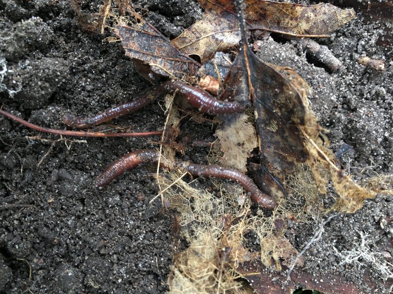 Earthworms munching on forest leaf litter. Image courtesy of Olga Ferlian.