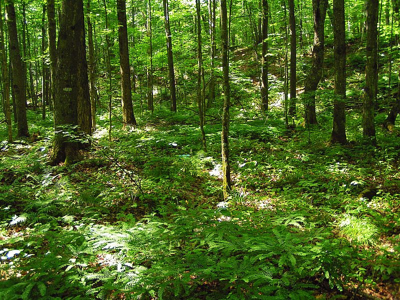 A forest understory with a high diversity of native plants, the result when there are no earthworms in the soil. Image courtesy of Paul Ojanen.