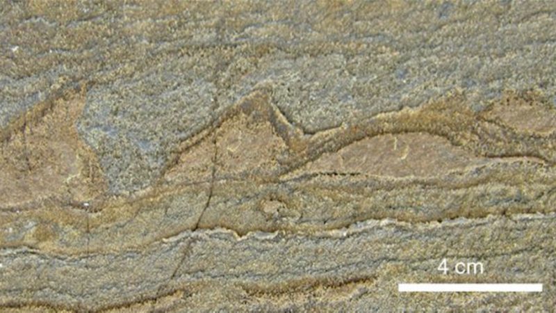 A sample from the 3.7-billion-year-old stromatolite fossils. The stromatolites are small wave-like mounds in this image. Image via Allen P. Nutman/ Nature.