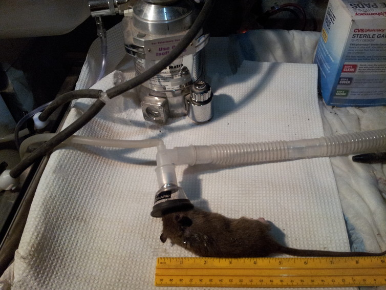 Assessing the health of a rat prior to implanting a microchip. Image via Dr. Michael H. Parsons