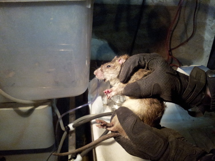 A newly microchipped rat, groggy but otherwise healthy. Imag via Dr. Michael H. Parsons