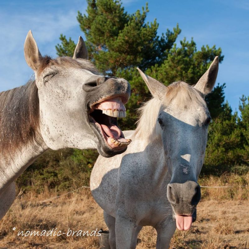 Canela (left) and Blanquita (right) don’t need symbols to express their opinions. Image credit: Dominique Brand.