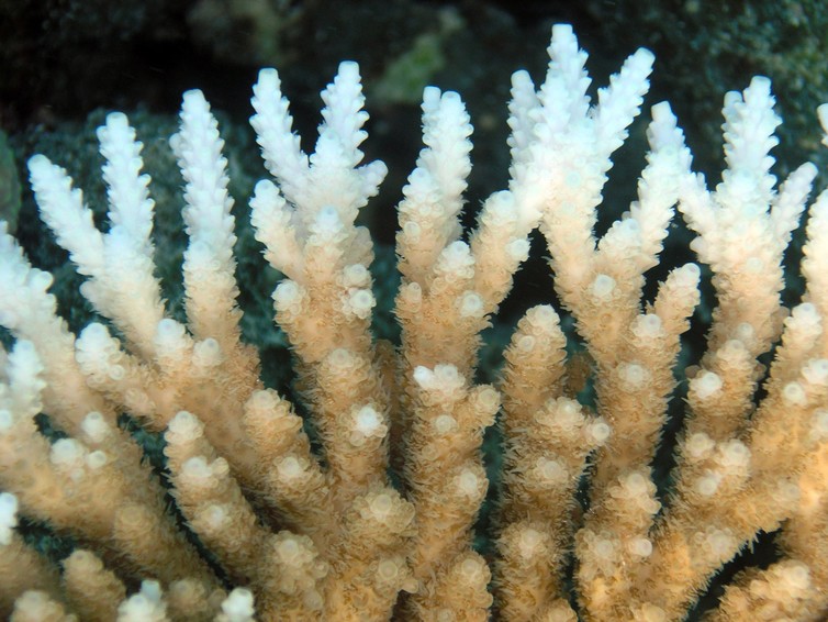 Bleached coral, a result of higher acidity in the oceans from absorbing CO2. Corals provide valuable services to people who rely on healthy fisheries for food. Imsgr via Oregon State University