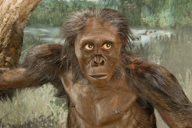 A front view of Lucy, based on a reconstruction by paleoartist John Gurche. Image credit: Smithsonian Institution Human Origins Initiative. https://humanorigins.si.edu/australopithecus-afarensis-lucy-adult-female-reconstruction-base-al-288-1-artist-john-gurche-front