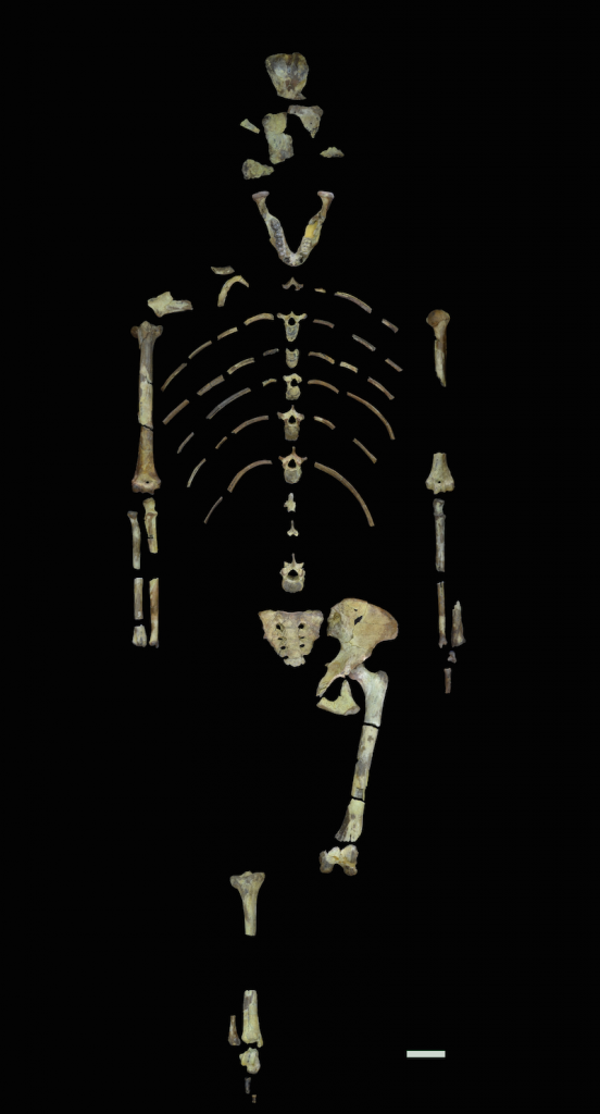 The fossil bones that make up Lucy’s skeleton. Image credit: John Kappelman/University of Texas at Austin.