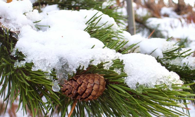 Closeup of green needles and a pine cone with snow on them.