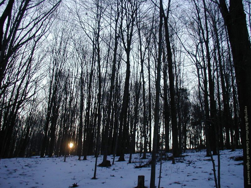 Sun, newly risen, viewed through snowy woods with tall thin bare trees.