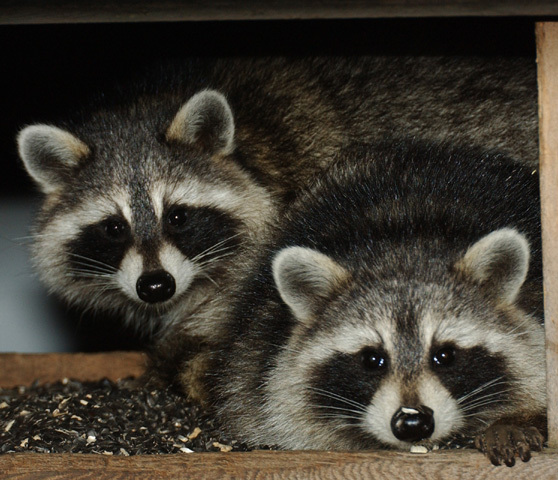 Two small, furry, cute raccoons with rounded ears, black masks across their eyes, and black noses, looking at the camera.