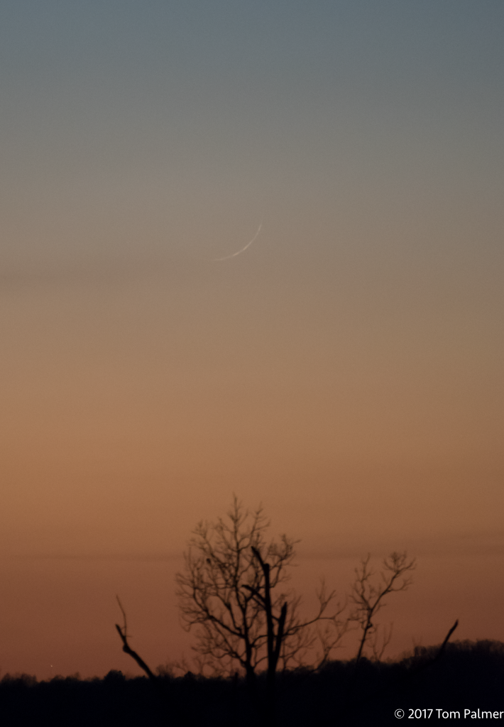 Very thin, fuzzy white crescent in lavender twilight sky above bare trees.