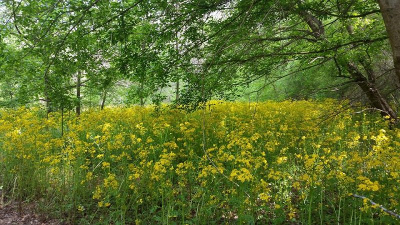 Blanket of yellow flowers under spring tree foliage.