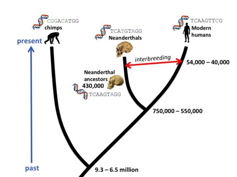 neanderthal-chimp-human-evolution | EarthSky