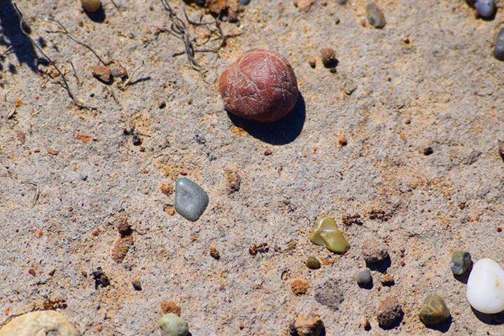 Pebbles on bare ground, view from above. One larger reddish one.