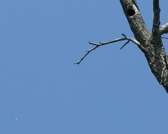 Small white dot in blue sky with tree limb on right side.