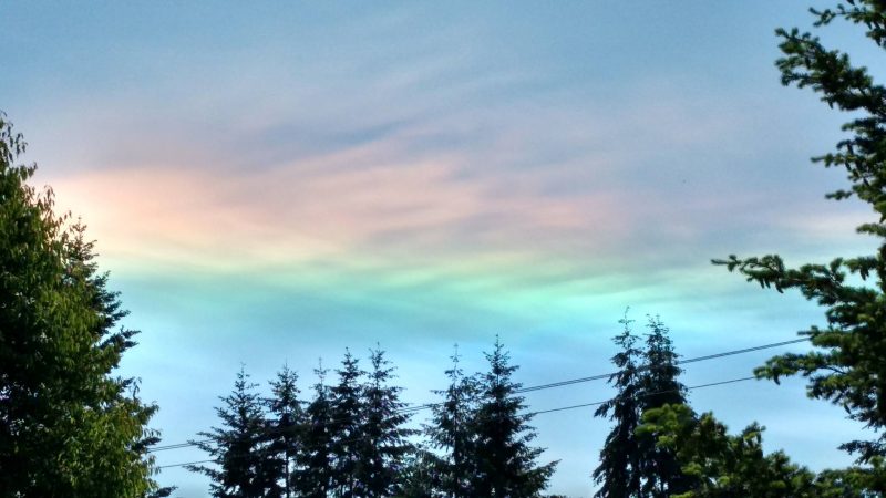 Sky above conifer trees, wide rainbow stripe on clouds.