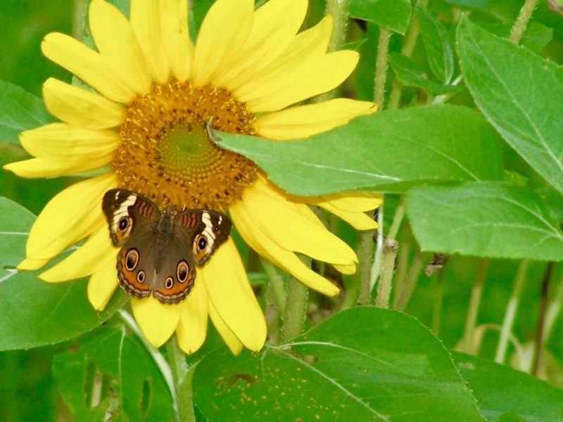 Butterfly with eye-like spots on its wings on a sunflower.