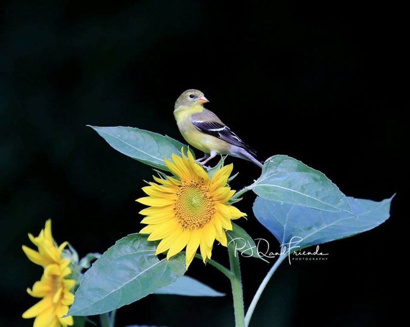 Small black and yellow bird perched on top of sunflower plant.
