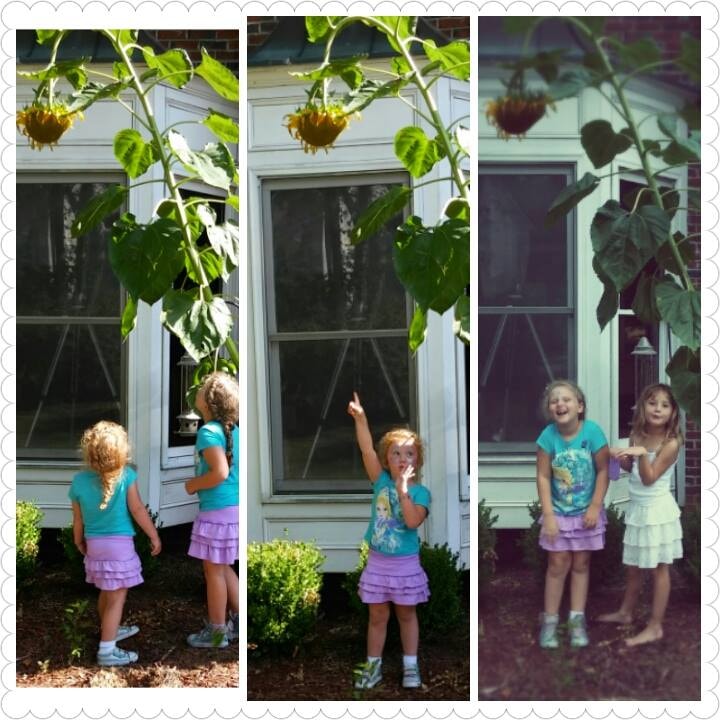 3 panels of 2 little girls looking up at a tall sunflower.