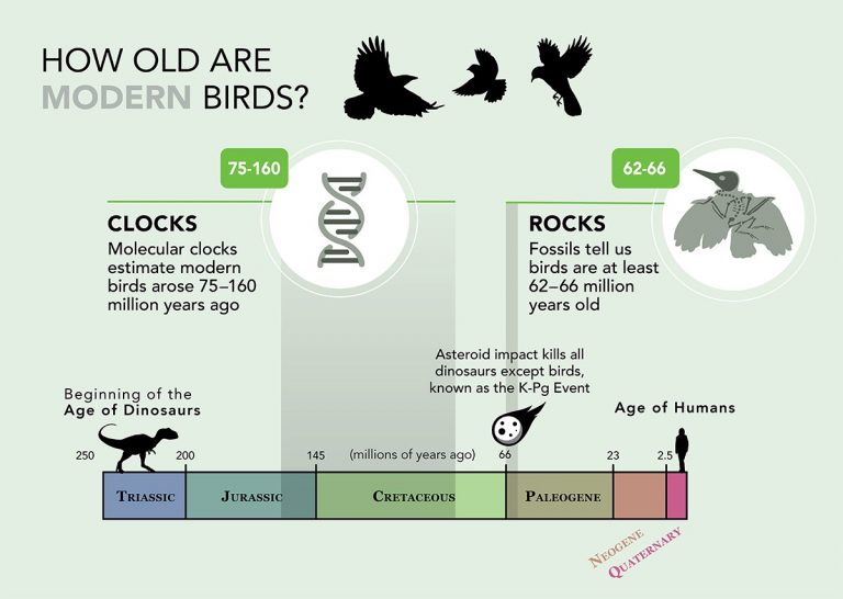 modern-birds-age-timeline-earthsky