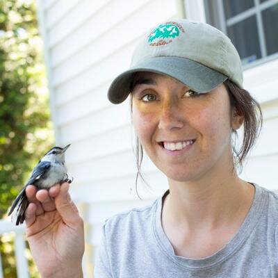 Desiree Narango, a doctoral student at the University of Delaware, holding a white-breasted nuthatch. Photo courtesy of Desiree Narango and Doug Tallamy.