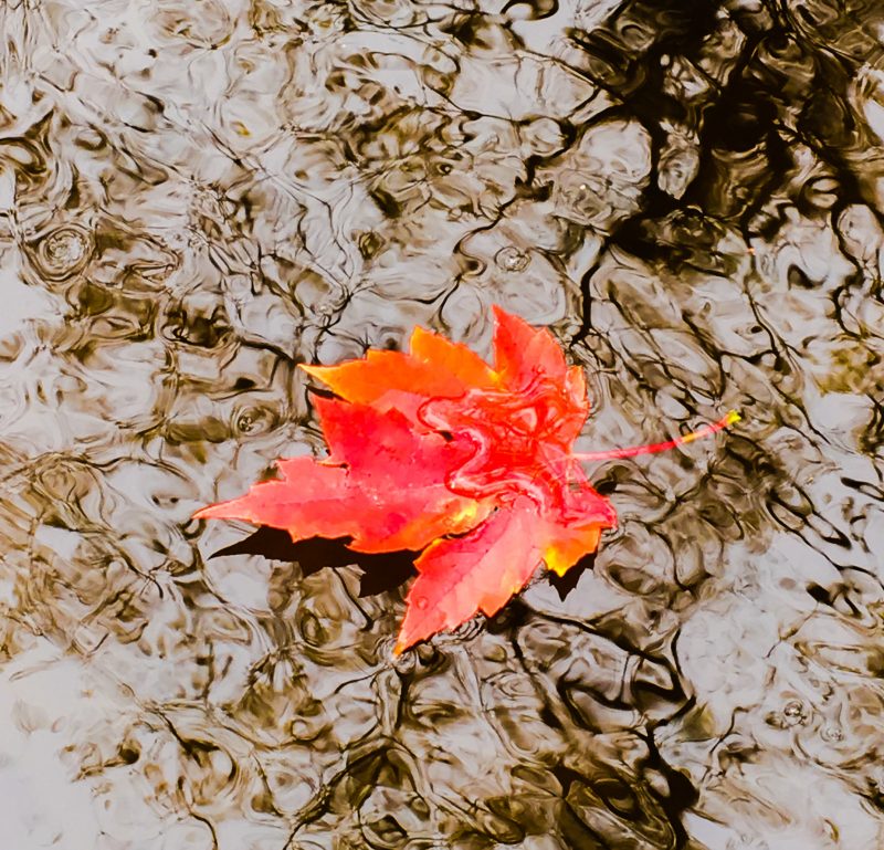 A gorgeous red and orange five-pointed maple leaf on water.