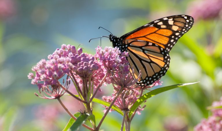 Monarch butterfly on a milkweed flower. Image courtesy of Ryan Norris, University of Guelph.