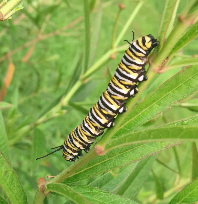Monarch caterpillar on swamp milkweed. Image by Shireen Gonzaga.
