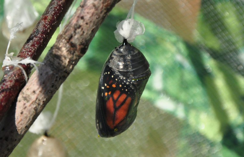 Monarch butterfly just hours from emerging from its chrysalis. Image by Shireen Gonzaga.