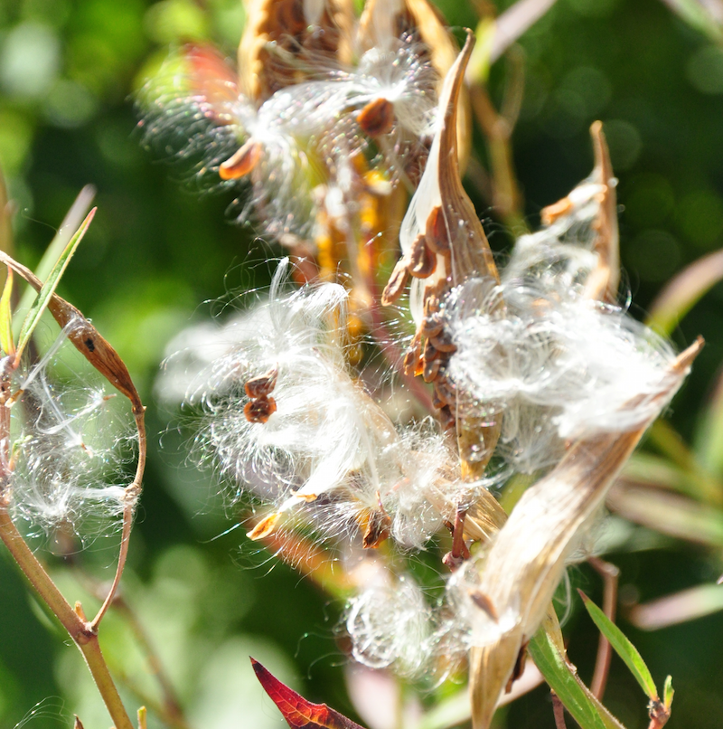 Swamp milkweed seeds, attached to white filament tufts that easily make them airborne. Image by Shireen Gonzaga.