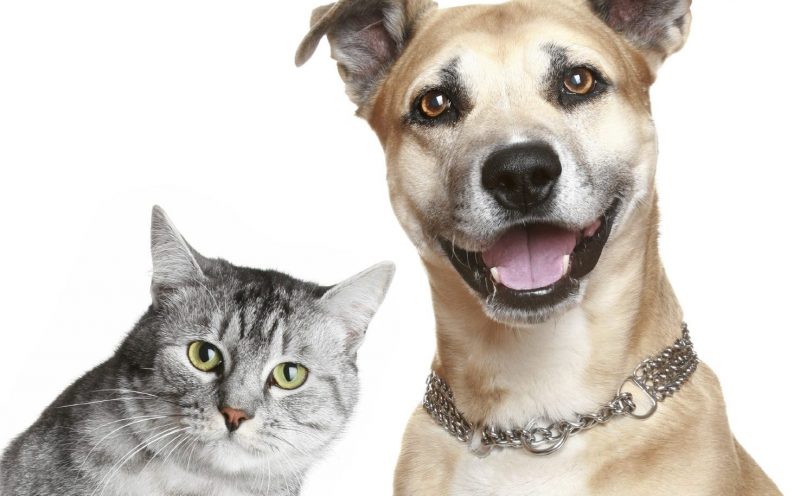 Sorry cat-lovers: New study says dogs are smarter | Earth | EarthSky