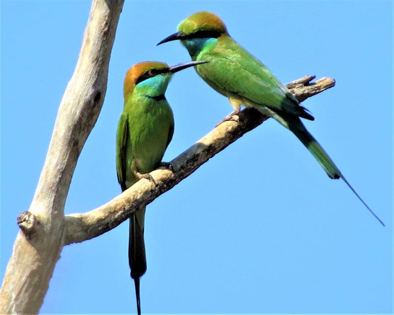 2 green birds with black beaks and orange heads perched on a leafless branch.