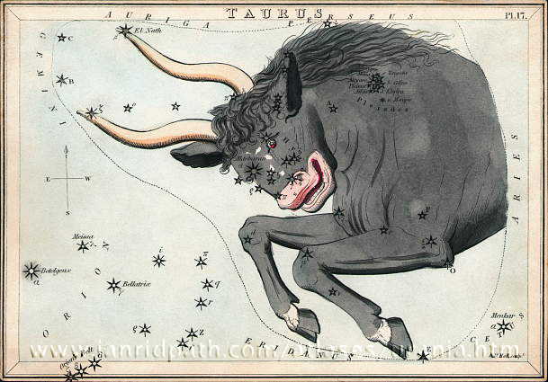 Antique etching of fierce bull with curved horns and stars in black scattered about.
