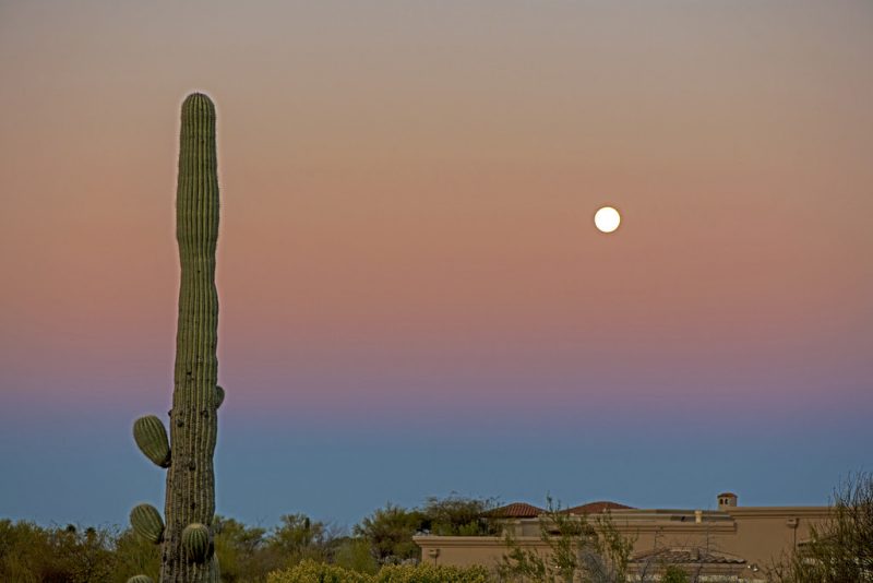 Tall saguaro cactus and full moon against sky with dark pink and blue horizontal bands.