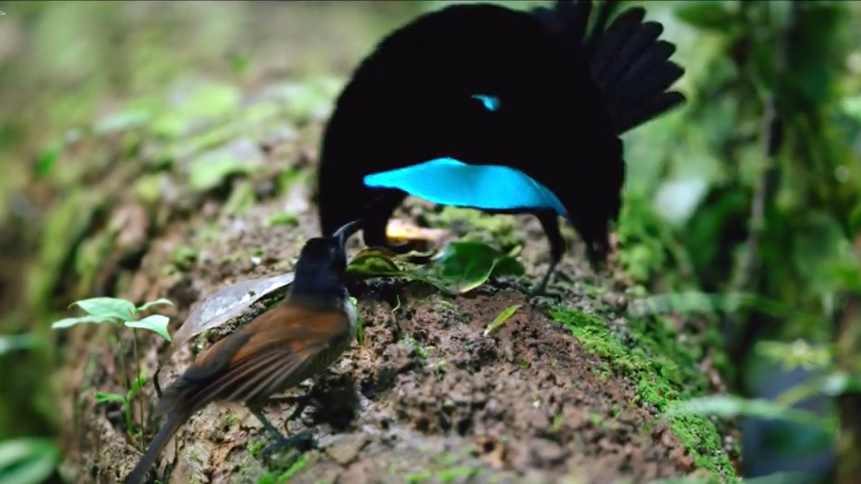 Greater Bird Of Paradise Mating