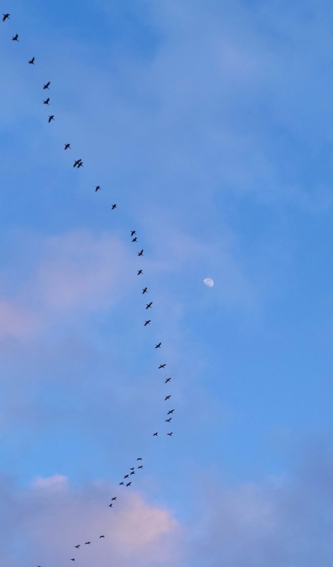 Long, nearly vertical line of about 40 flocking birds in blue sky with moon visible.