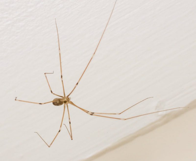 Small-bodied spider with very long thin legs.