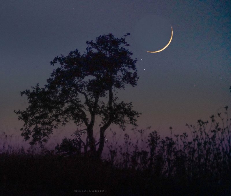 Large, very thin yellow crescent moon next to silhouette of tree. Earthshine barely visible.