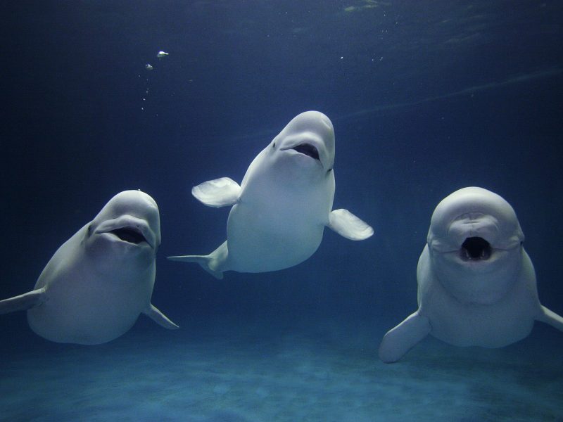 baby beluga whales