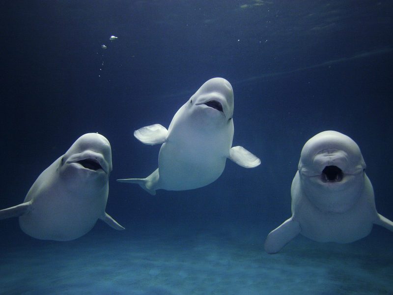 Beluga, Whales, Species