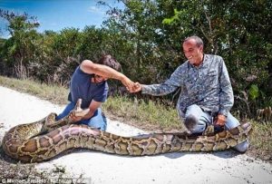 burmese python everglades earthsky