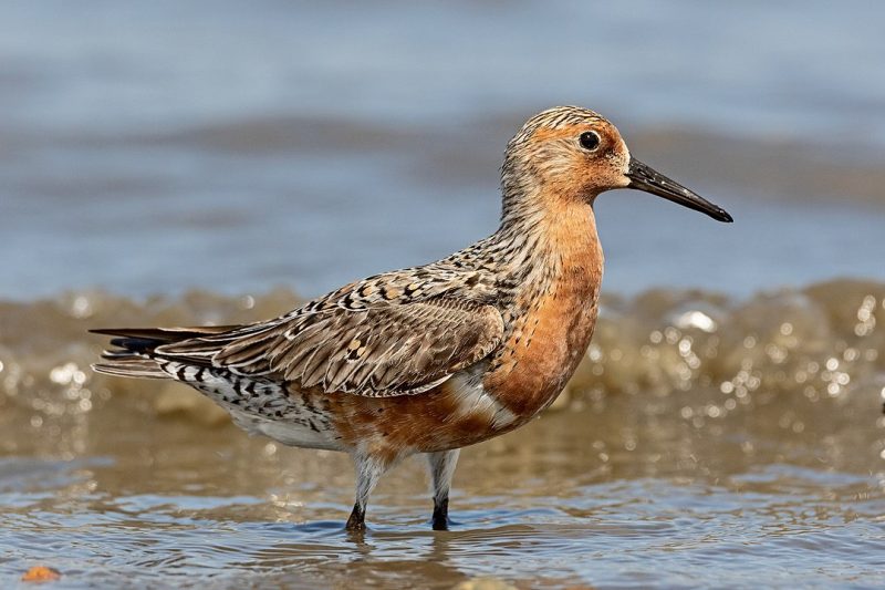 Warm brown colored speckled bird with long beak, wading at a beach.