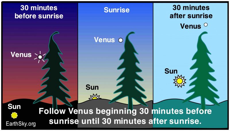 Venus in the daytime: Three diagrams showing Venus as a dot rising higher in the sky beside a tree as the sun rises.