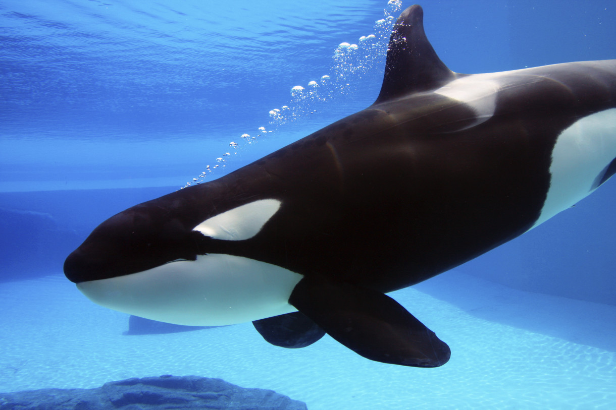 Captive killer whales share personality traits with humans and chimps