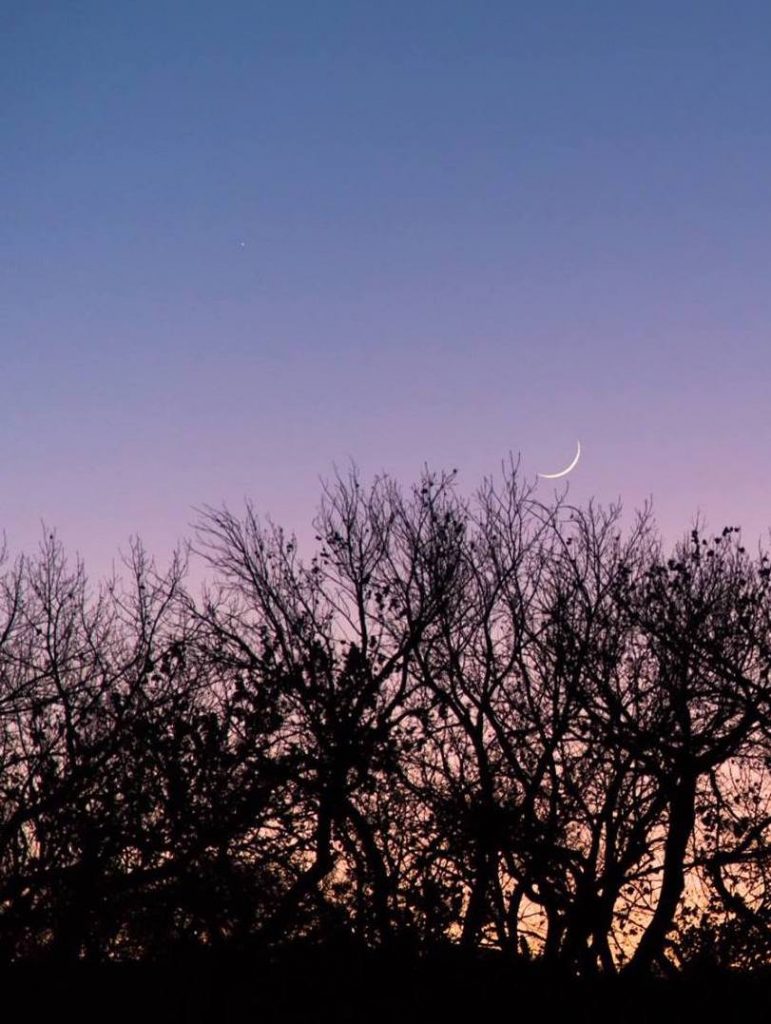 Thin crescent moon above bare tree branches against a pink sky.