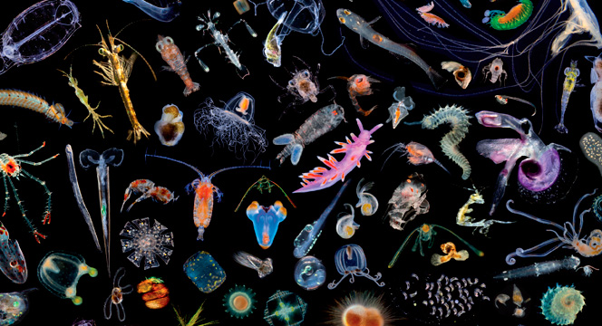 Various types of phytoplankton