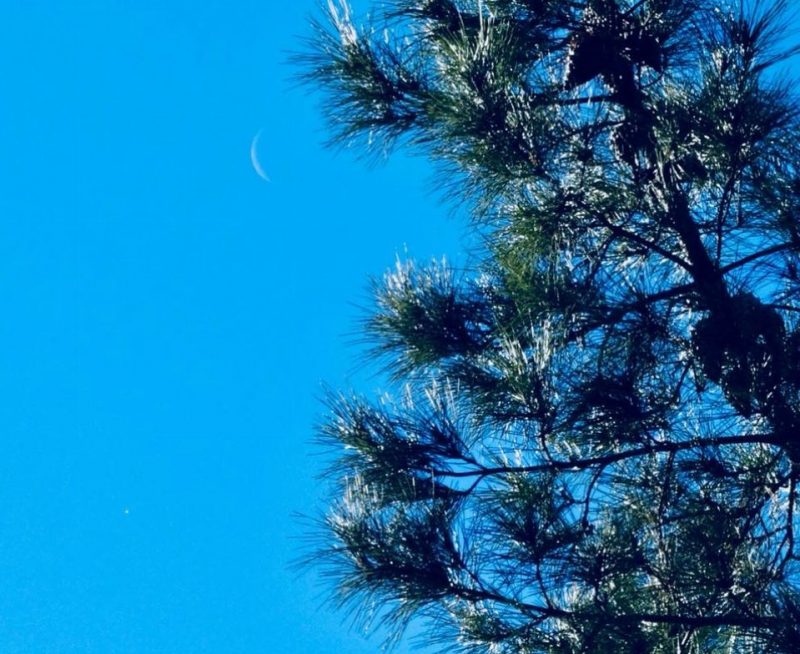 Tree in foreground with crescent moon in blue sky and white dot in corner.